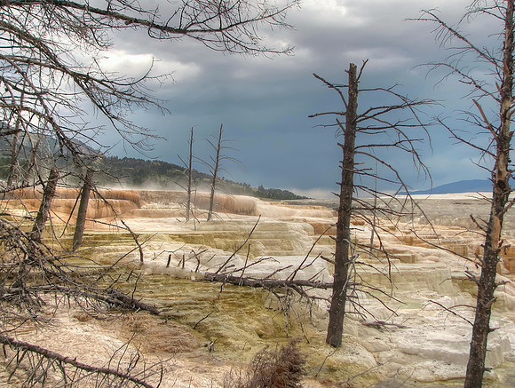 Yellowstone Mammoth Hot Springs - Minerva Terraces