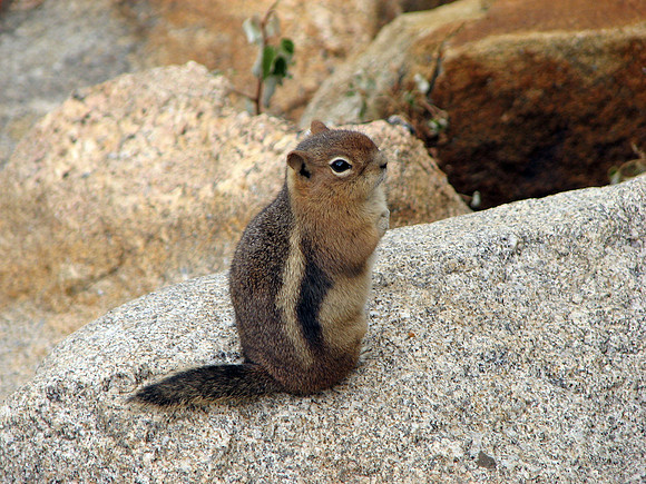 Squirrell in Rocky Mountain National Park