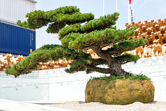 Bonsai tree at Japan pavilion entrance at Expo 2015 in Milan