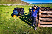 In Mongolia, at the morning yak landscape boy
