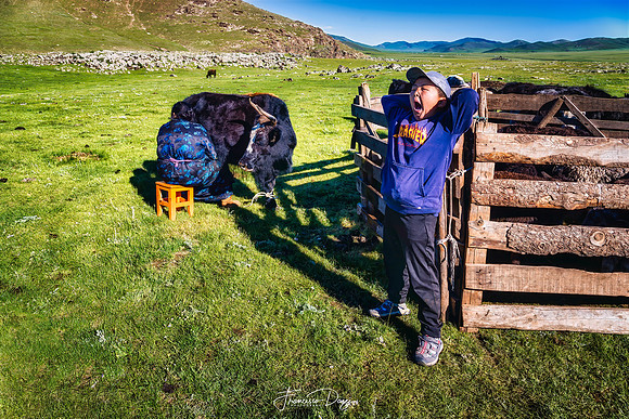 In Mongolia, at the morning yak landscape boy