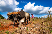Plowing, Viñales farmer Cuba countryside rural