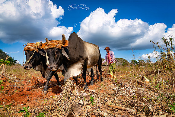 Plowing, Viñales farmer Cuba countryside rural