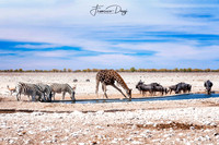 Zebras, giraffe and wildebeests at the water pool in Etosha Park Namibia Africa
