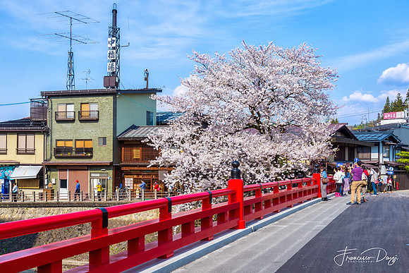 Hanami on Nakabashi Bridge in Takayama Japan spring cherry blossom sakura