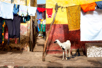 Laundry and curious sheep in a Saint Louis street