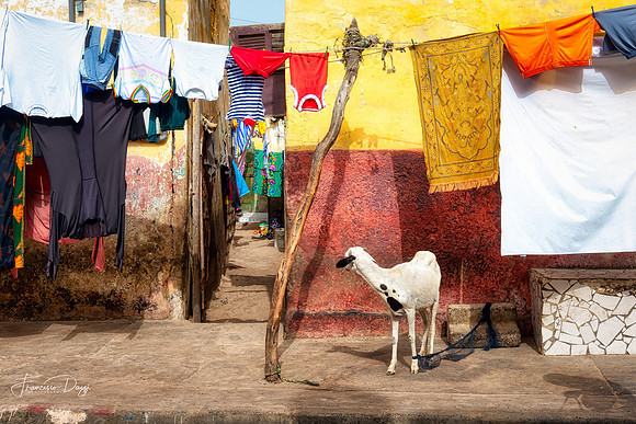 Laundry and curious sheep in a Saint Louis street