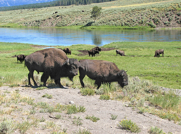 American Bisons