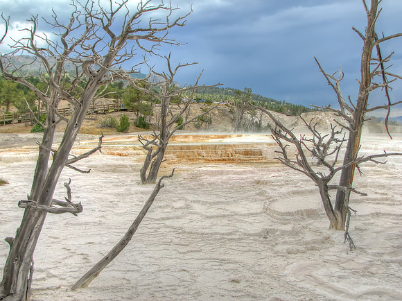 Mammoth Hot Springs