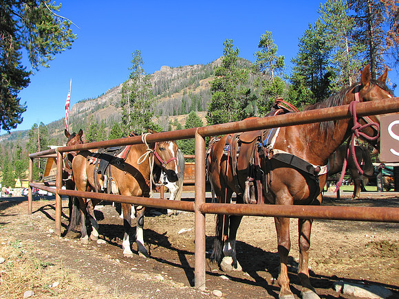 East Yellowstone Valley - Horses in Pahaska Tepee Lodge